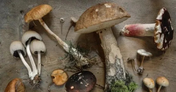 Why Medicinal Mushrooms are the Real Deal for Longevity & Health